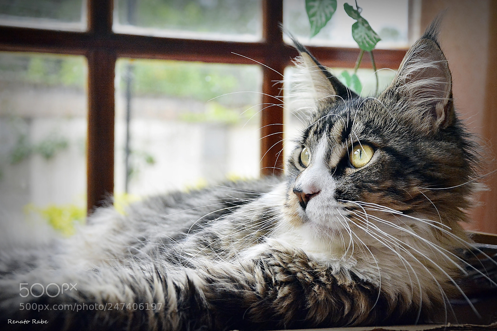Nikon D7100 sample photo. Rab photography