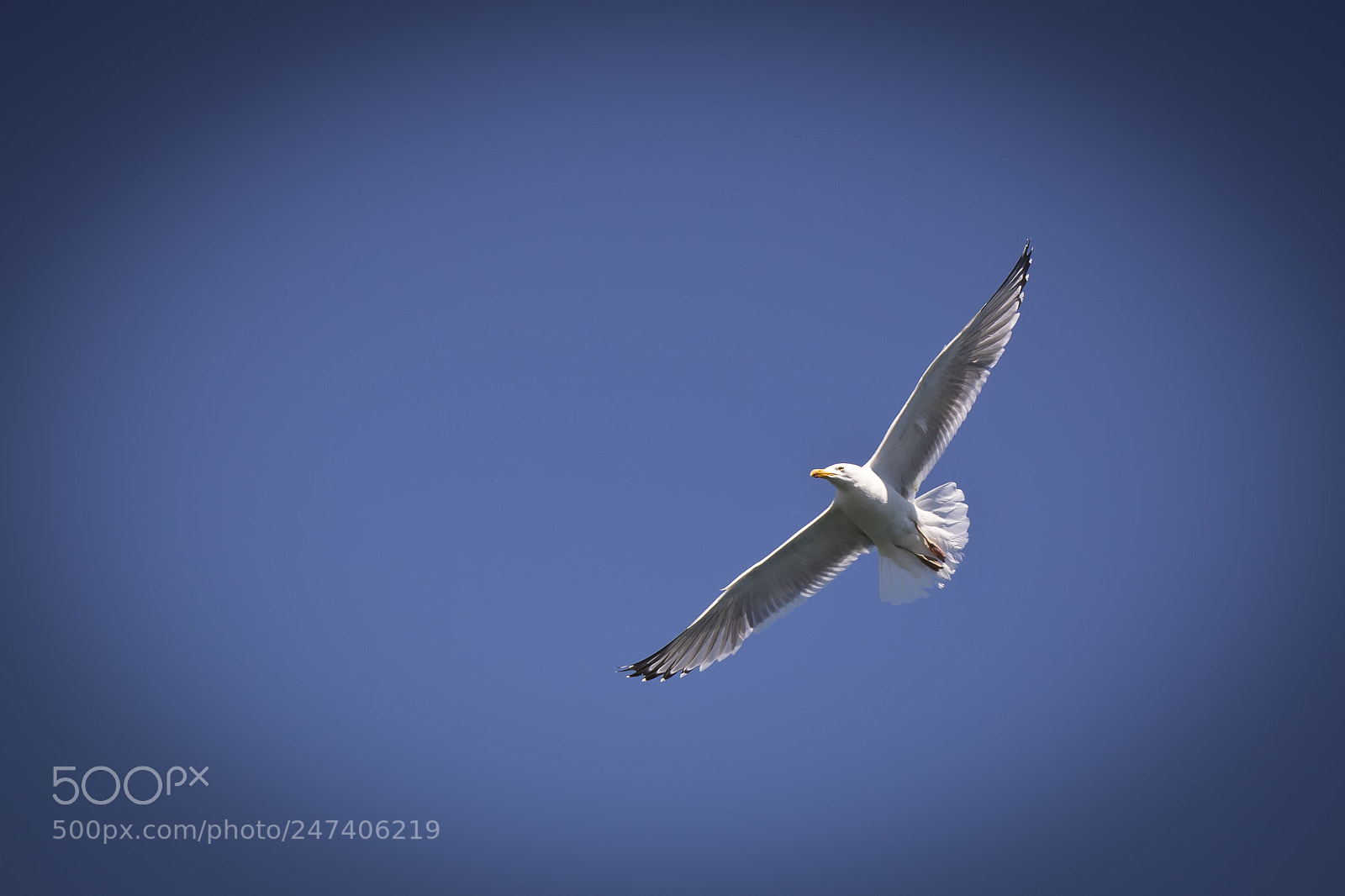 Nikon D3200 sample photo. If i could fly photography