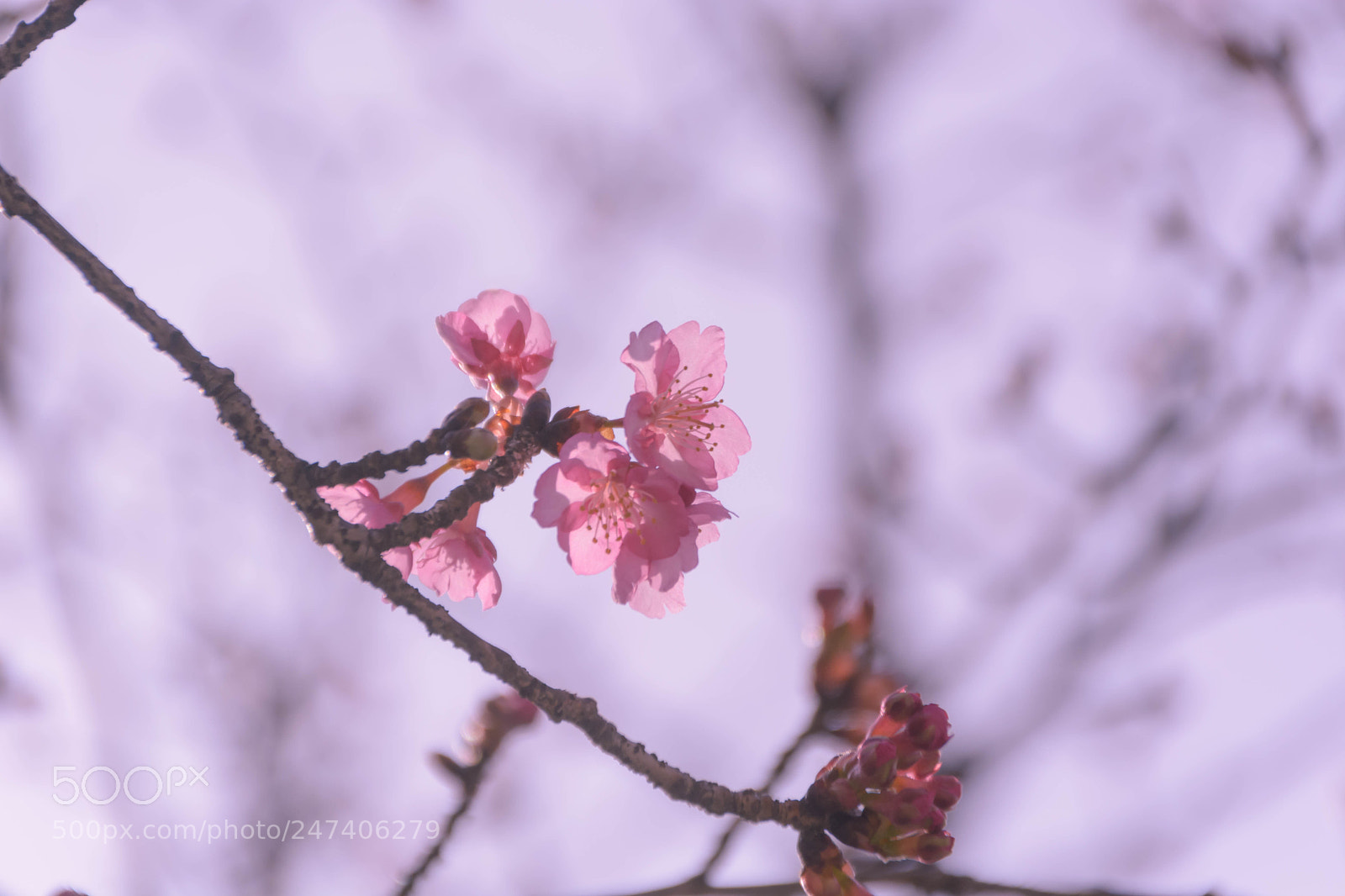 Nikon D5200 sample photo. 河津桜 photography