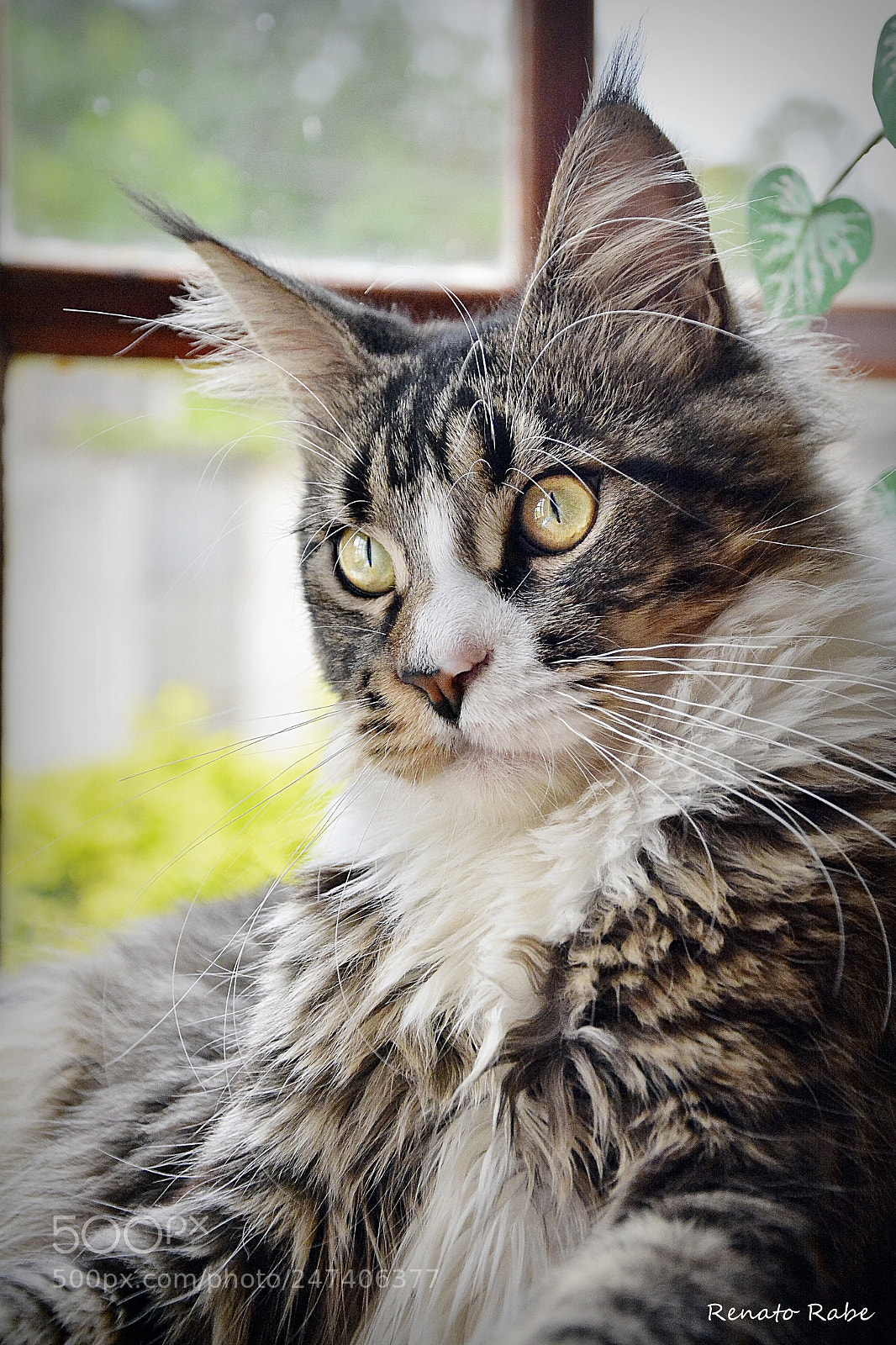 Nikon D7100 sample photo. Rab photography