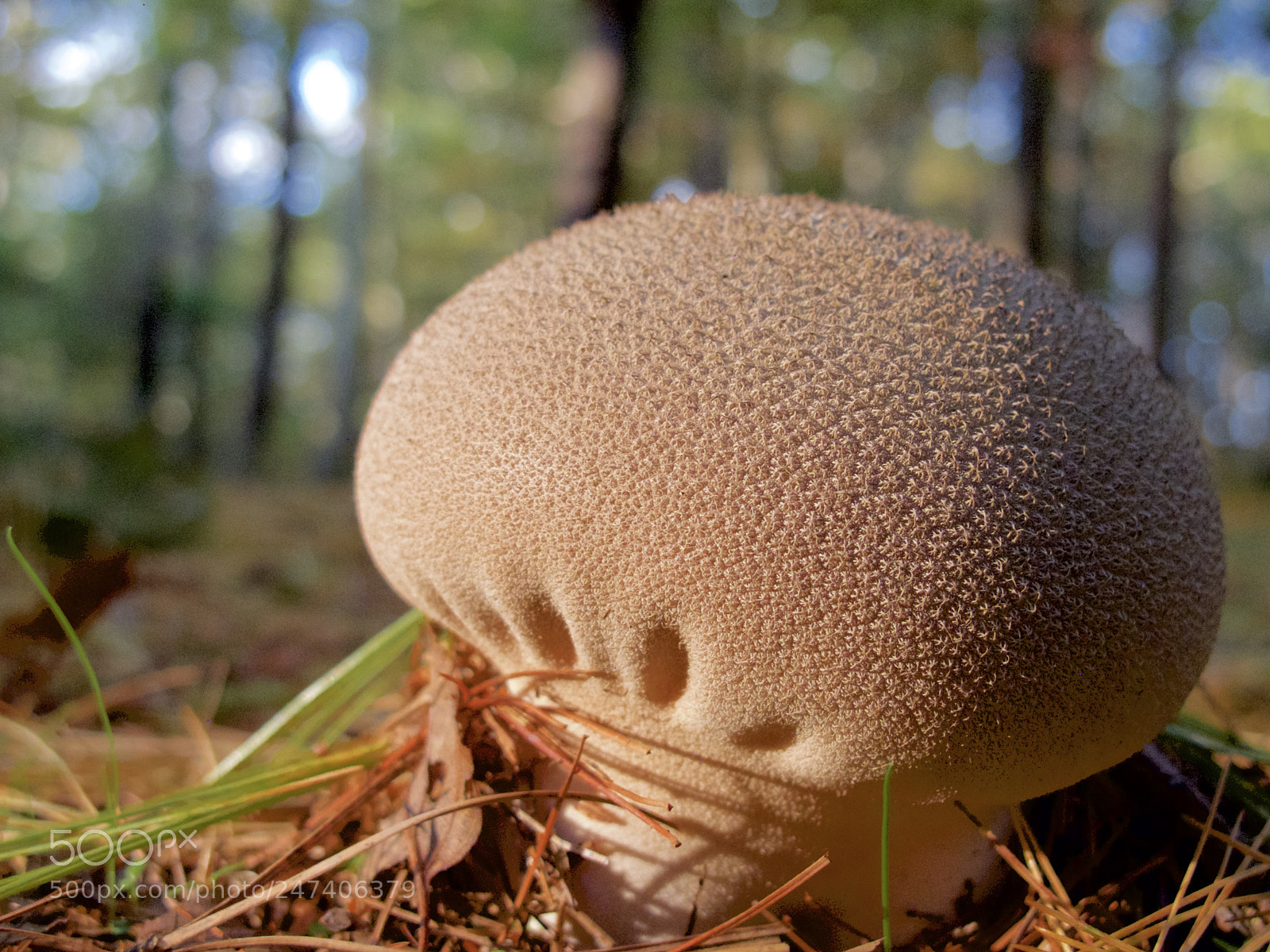 Canon PowerShot G12 sample photo. Mushroom photography