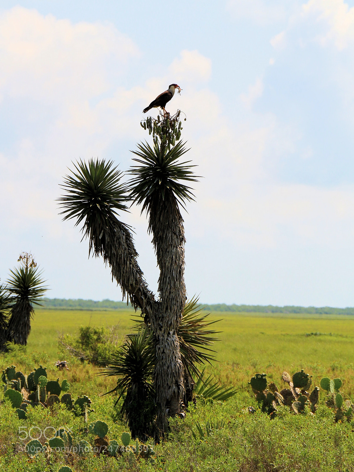 Canon EOS 700D (EOS Rebel T5i / EOS Kiss X7i) sample photo. Crested caracara lunch photography