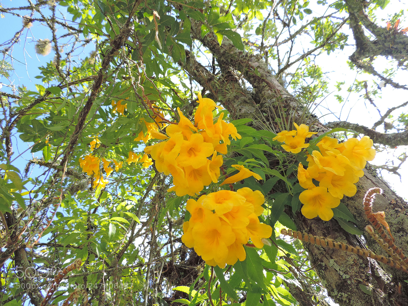 Nikon Coolpix P520 sample photo. Untitled photography