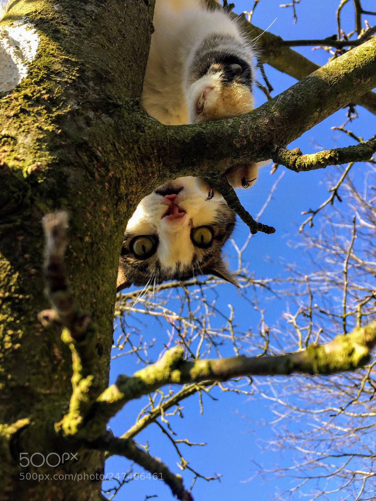 Apple iPhone 6 sample photo. Cat! photography