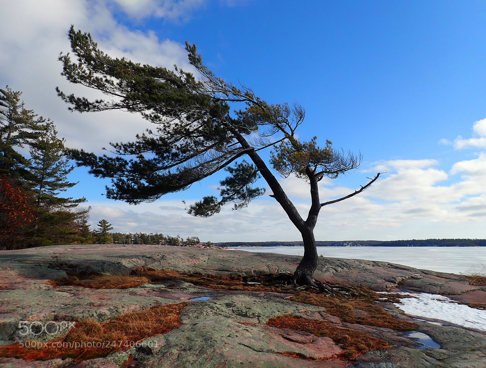 Olympus TG-5 sample photo. Windswept jack pine photography
