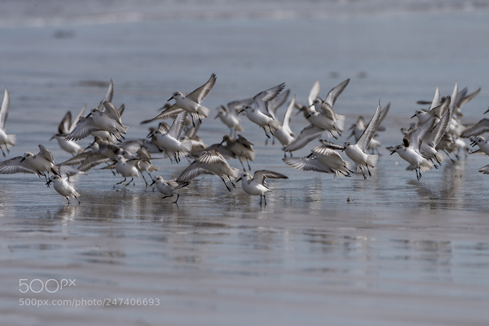Nikon D810 sample photo. Flock of flying plovers photography