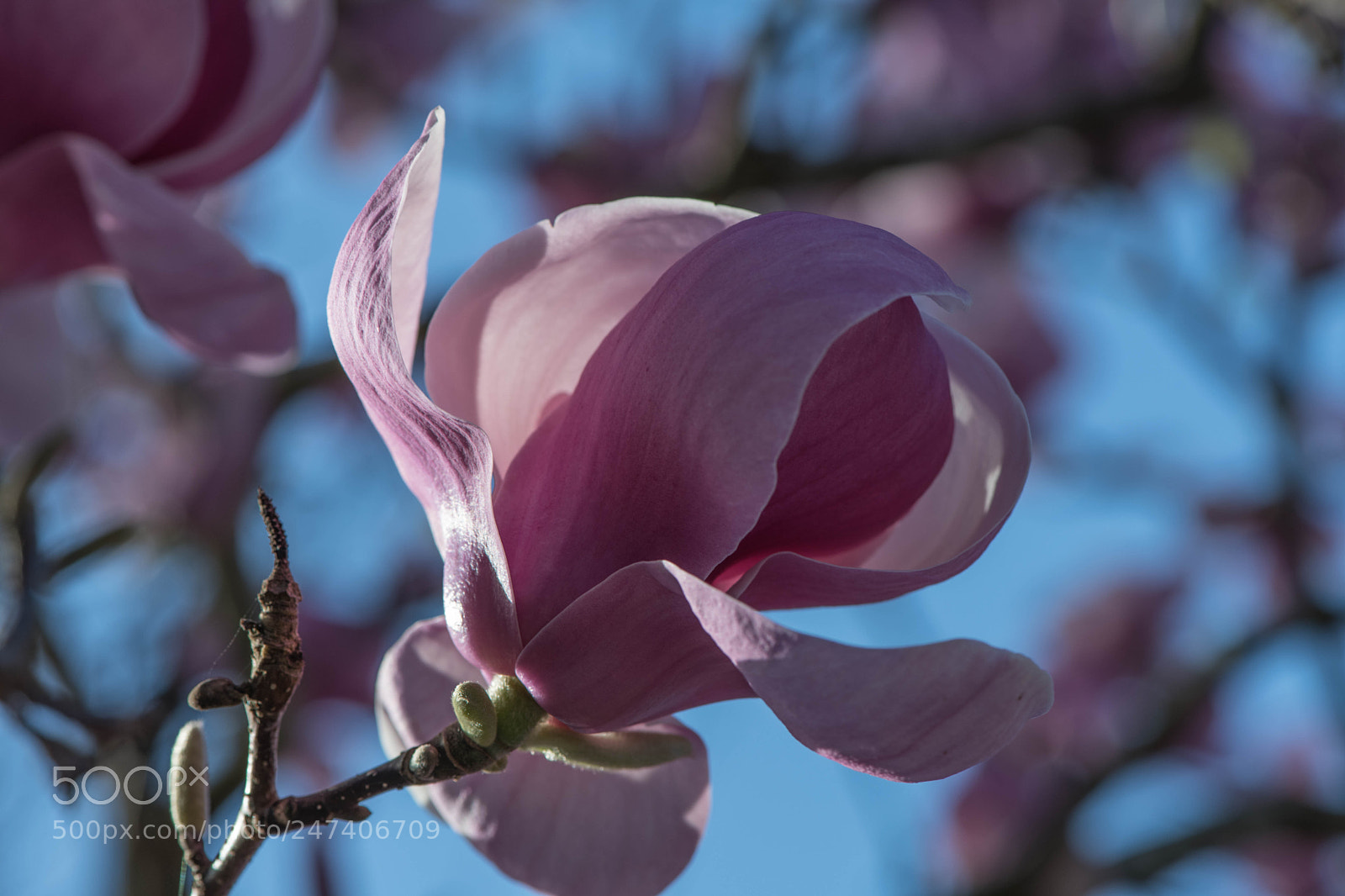 Nikon D850 sample photo. An early blossom today photography