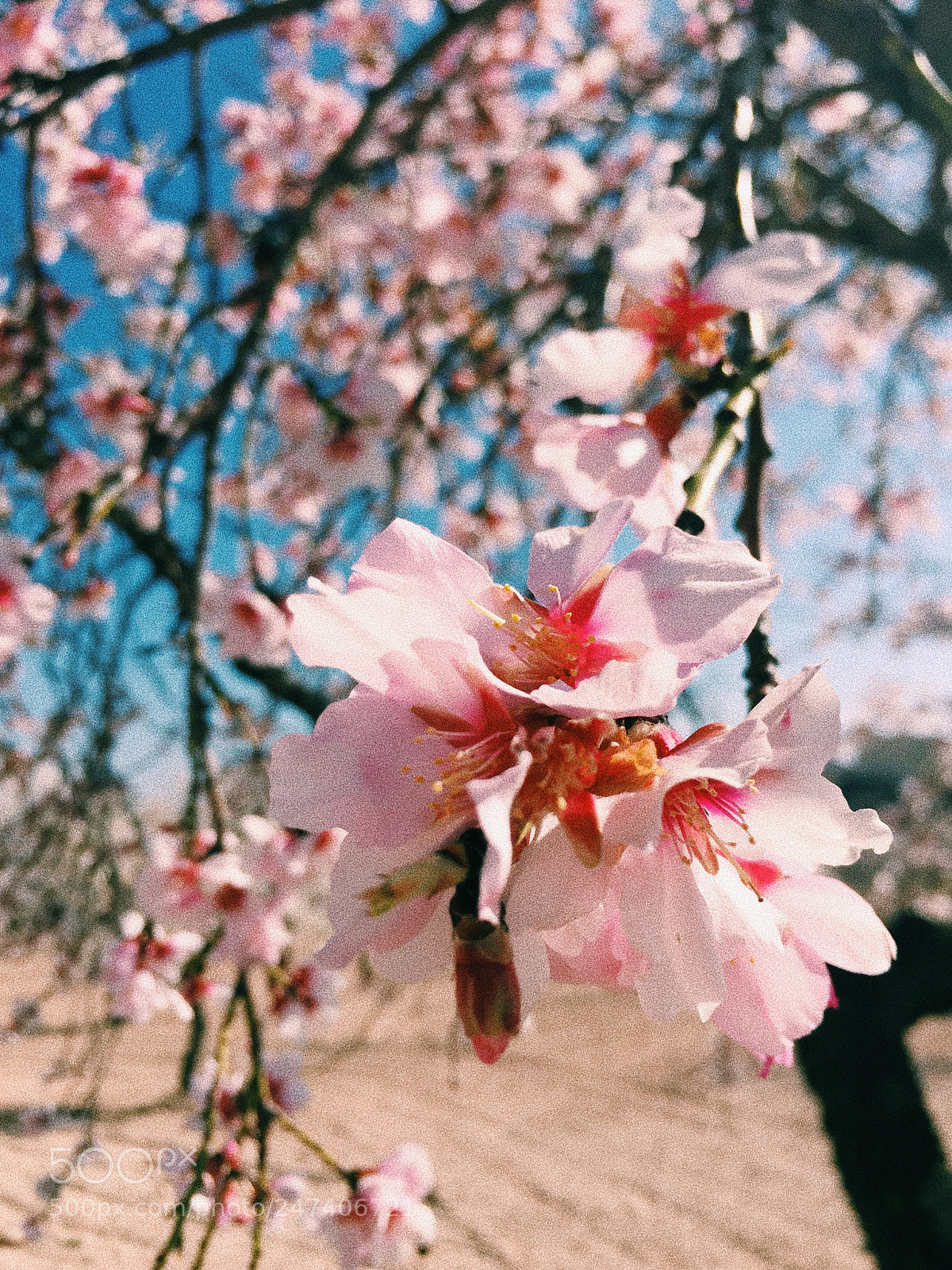 Apple iPhone 6 sample photo. Untitled photography