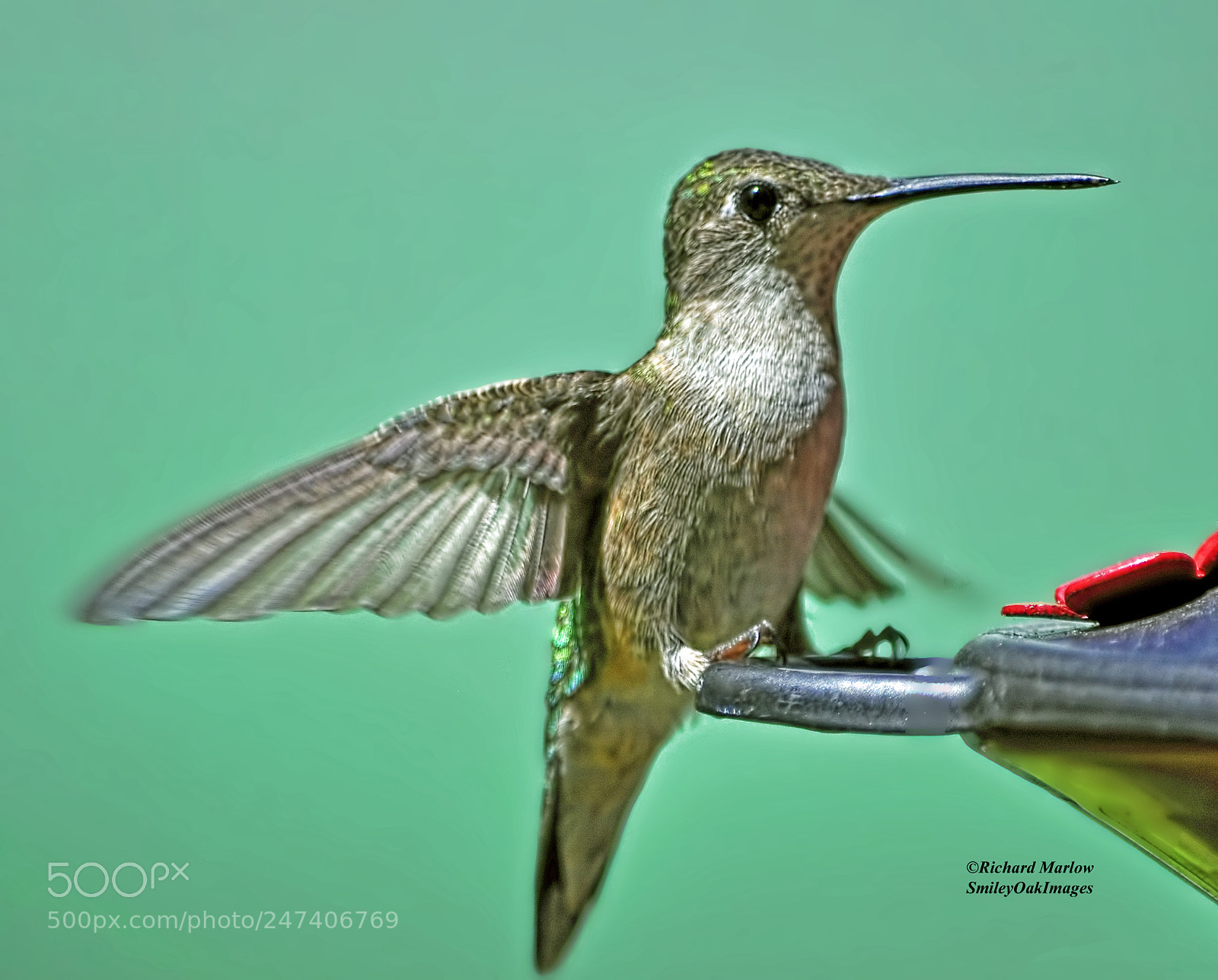Nikon D5000 sample photo. Hummingbird photography
