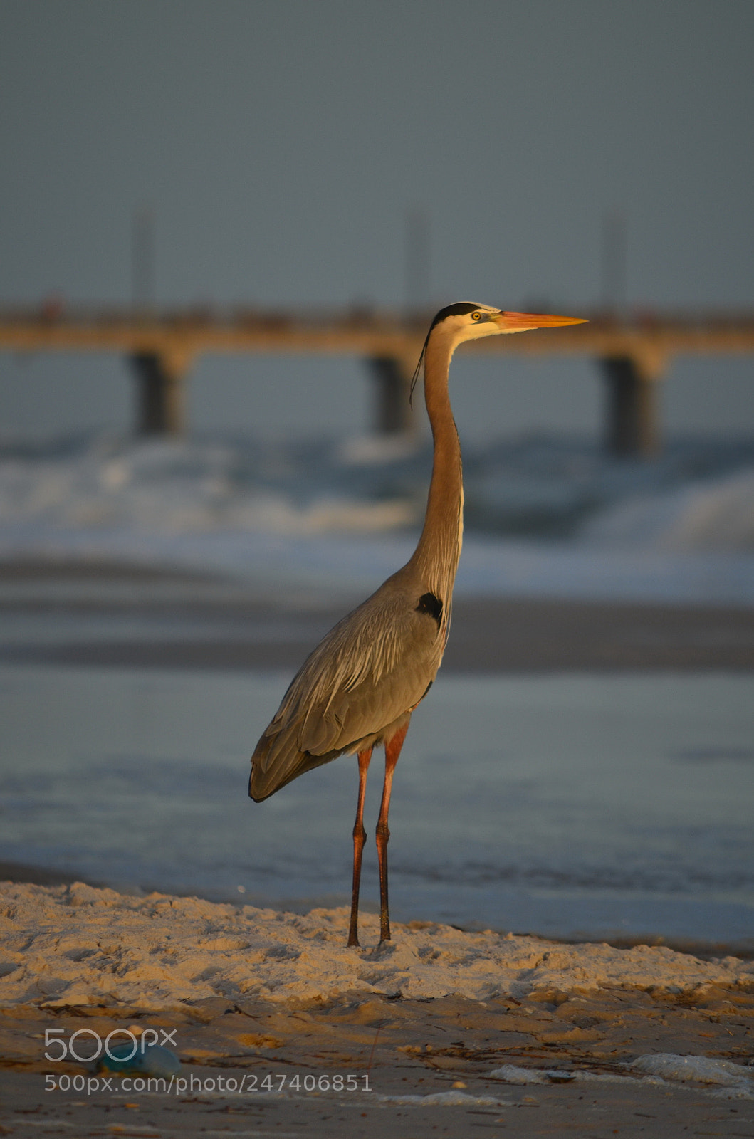Nikon D5100 sample photo. Sunset heron photography