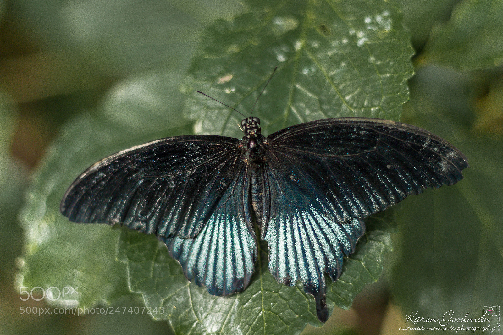 Canon EOS 1300D (EOS Rebel T6 / EOS Kiss X80) sample photo. Stratford butterfly farm photography
