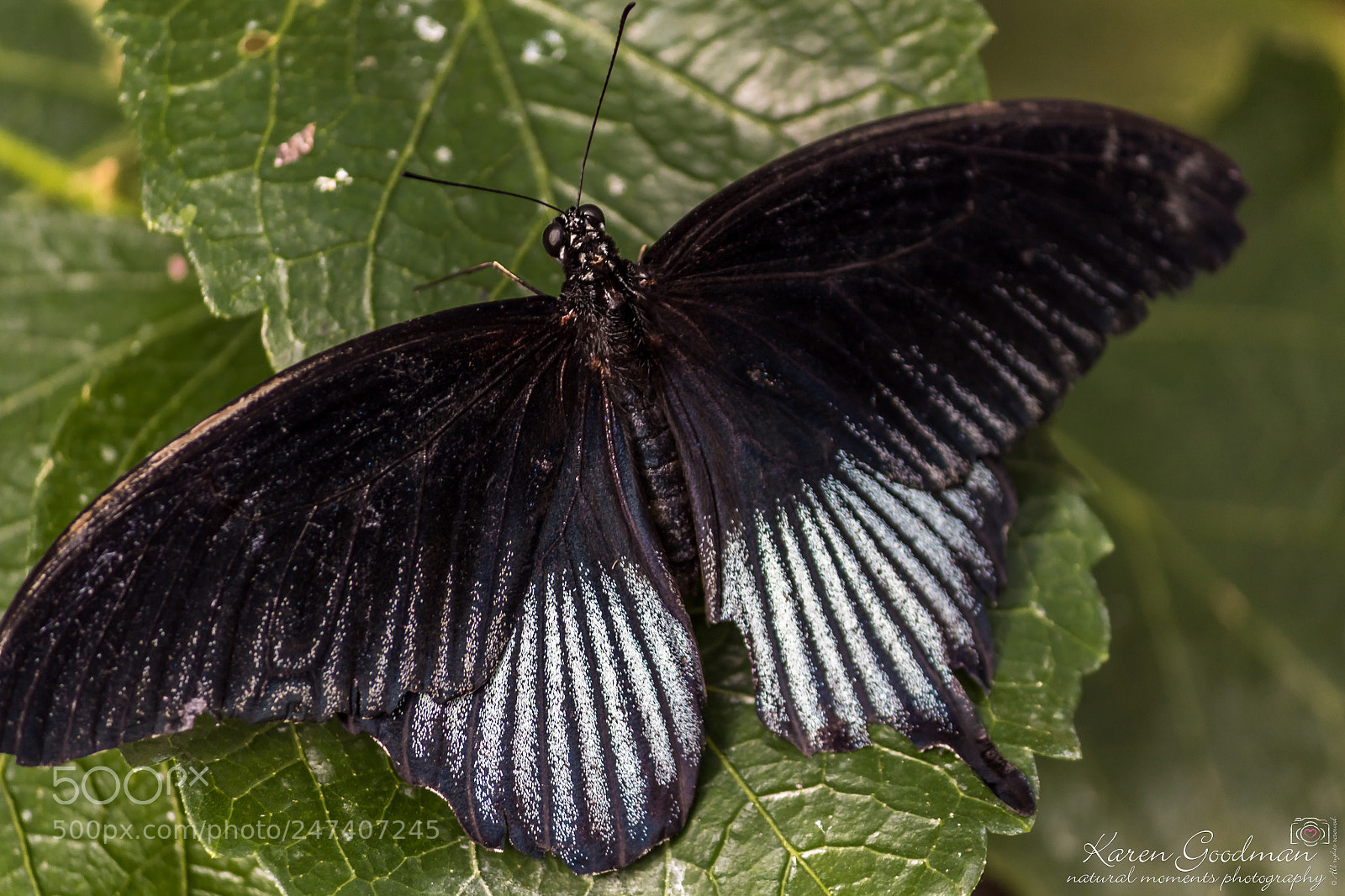 Canon EOS 1300D (EOS Rebel T6 / EOS Kiss X80) sample photo. Stratford butterfly farm photography