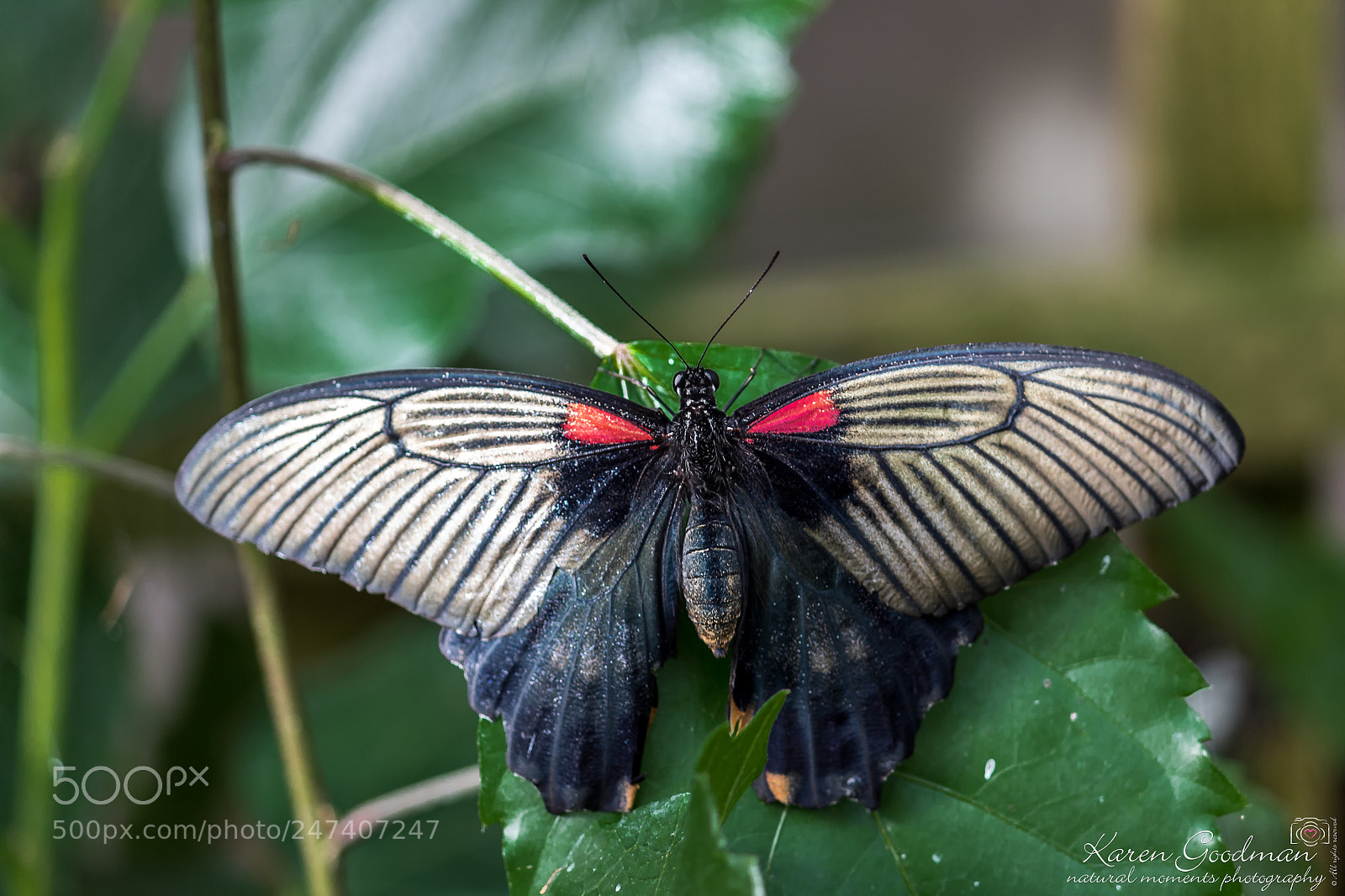Canon EOS 1300D (EOS Rebel T6 / EOS Kiss X80) sample photo. Stratford butterfly farm photography