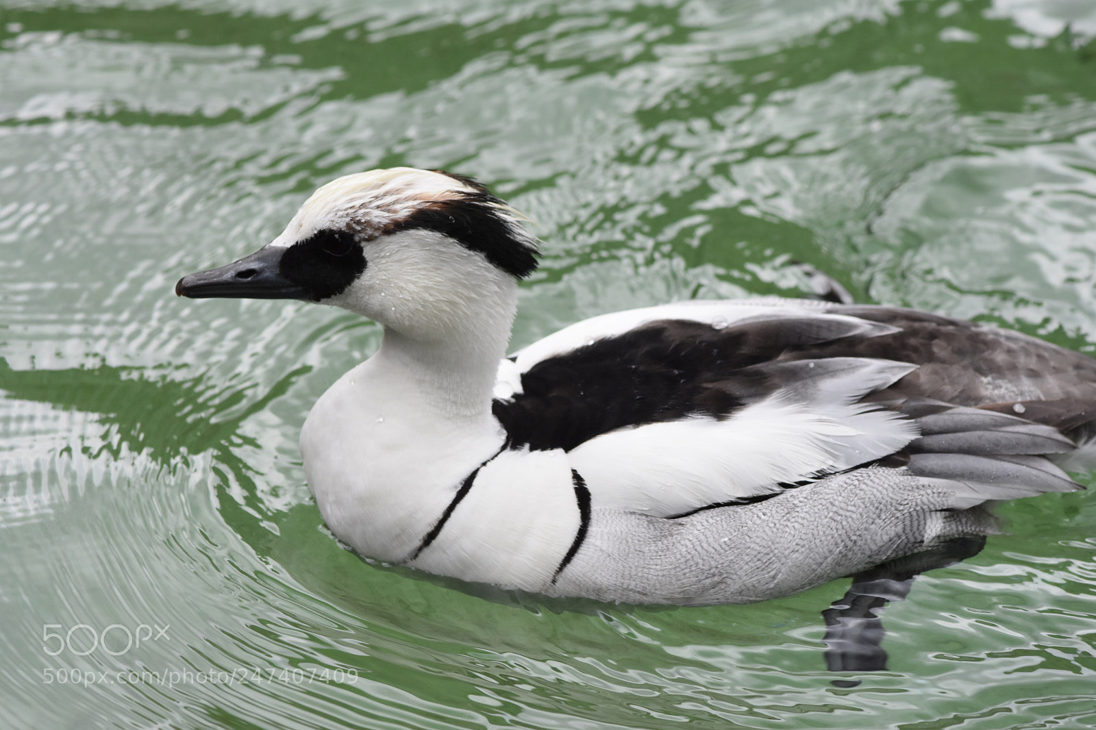 Nikon D7200 sample photo. Duck photography