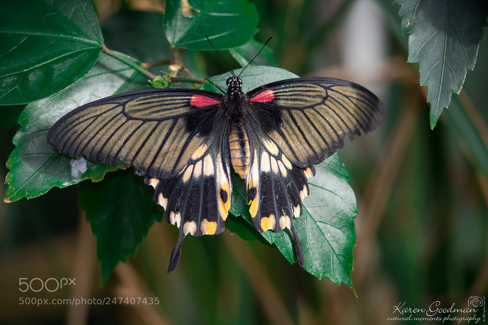 Canon EOS 1300D (EOS Rebel T6 / EOS Kiss X80) sample photo. Stratford butterfly farm photography