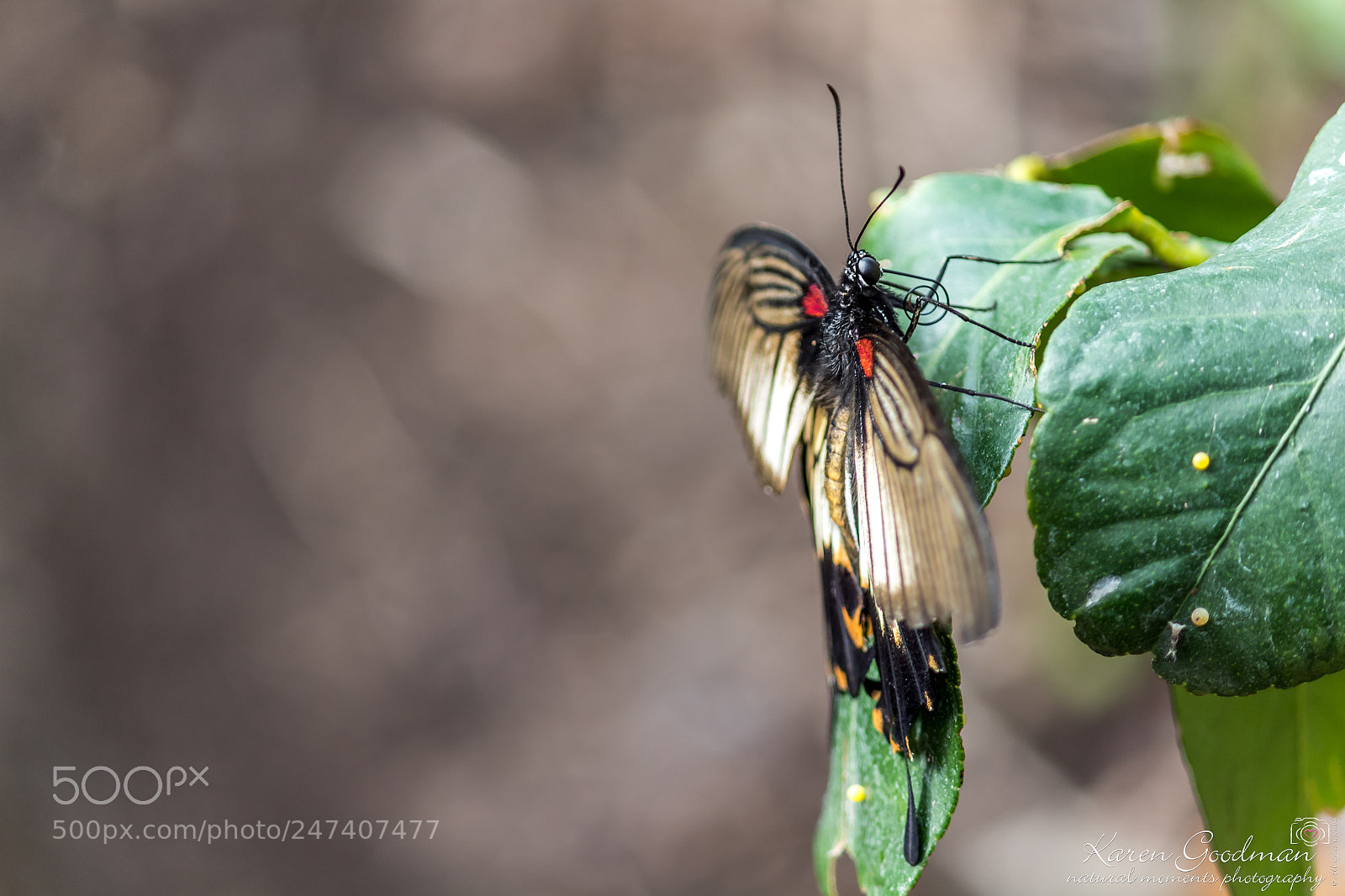 Canon EOS 1300D (EOS Rebel T6 / EOS Kiss X80) sample photo. Stratford butterfly farm photography
