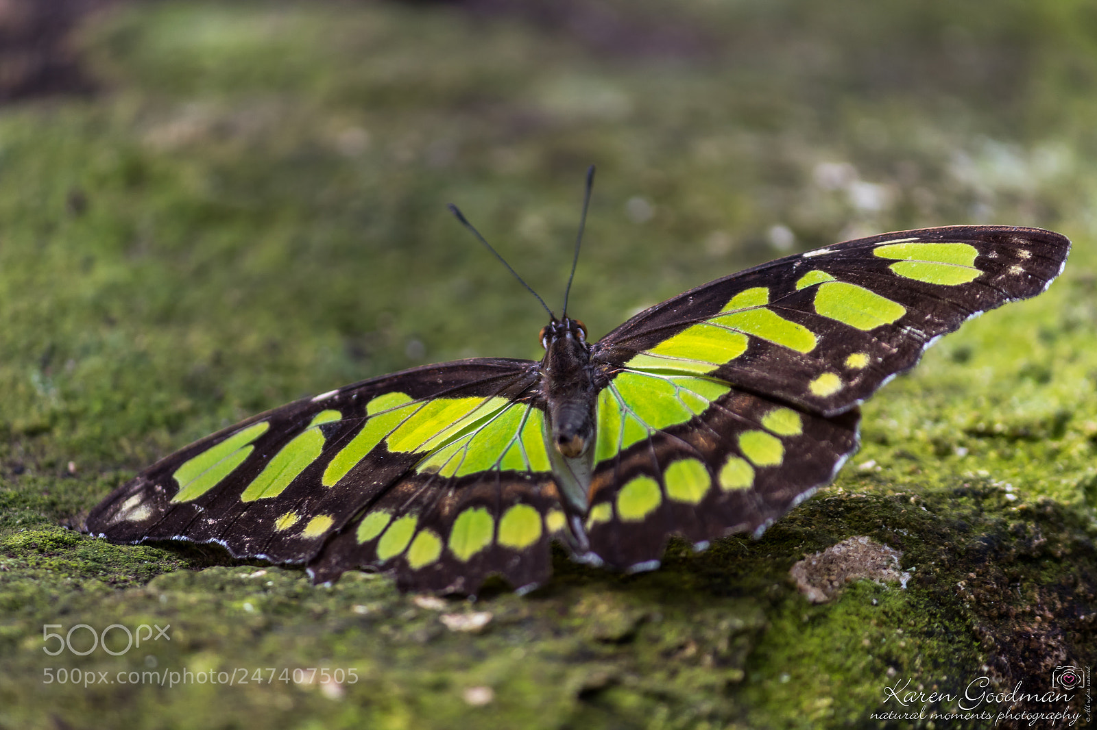 Canon EOS 1300D (EOS Rebel T6 / EOS Kiss X80) sample photo. Stratford butterfly farm photography
