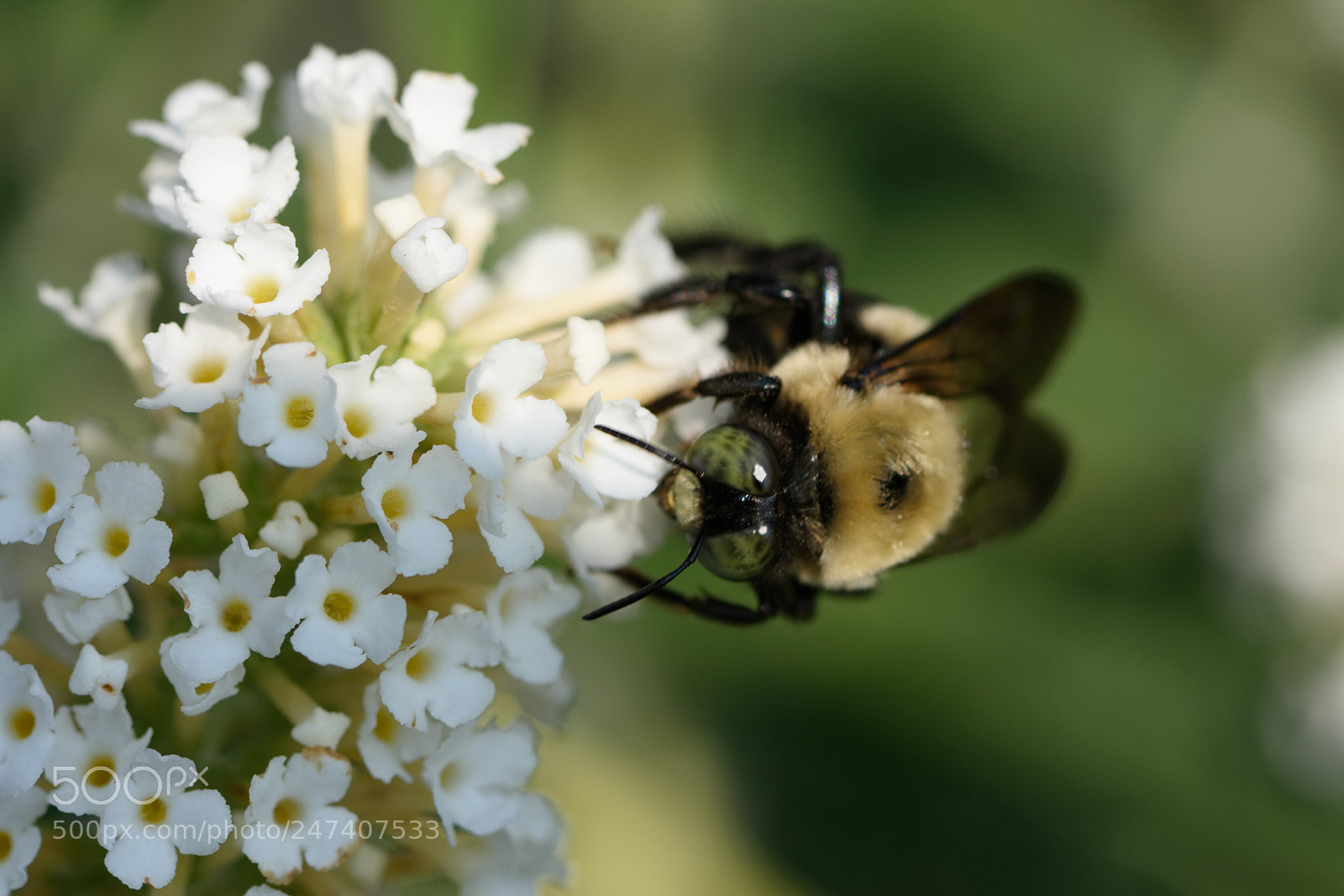 Nikon D7200 sample photo. Buzz off photography