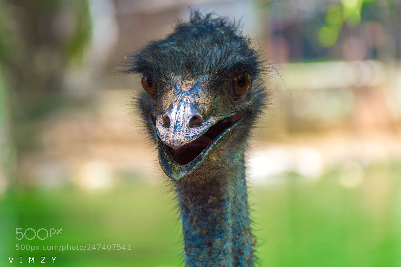 Nikon D7200 sample photo. Emu photography