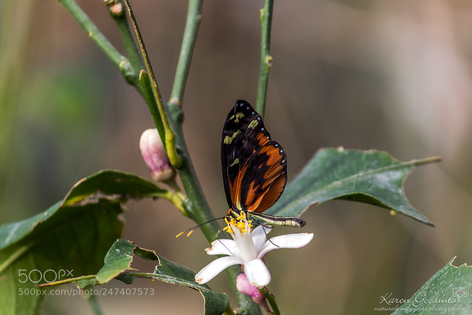 Canon EOS 1300D (EOS Rebel T6 / EOS Kiss X80) sample photo. Stratford butterfly farm photography