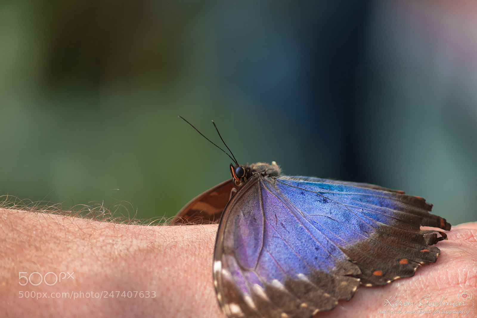 Canon EOS 1300D (EOS Rebel T6 / EOS Kiss X80) sample photo. Stratford butterfly farm photography