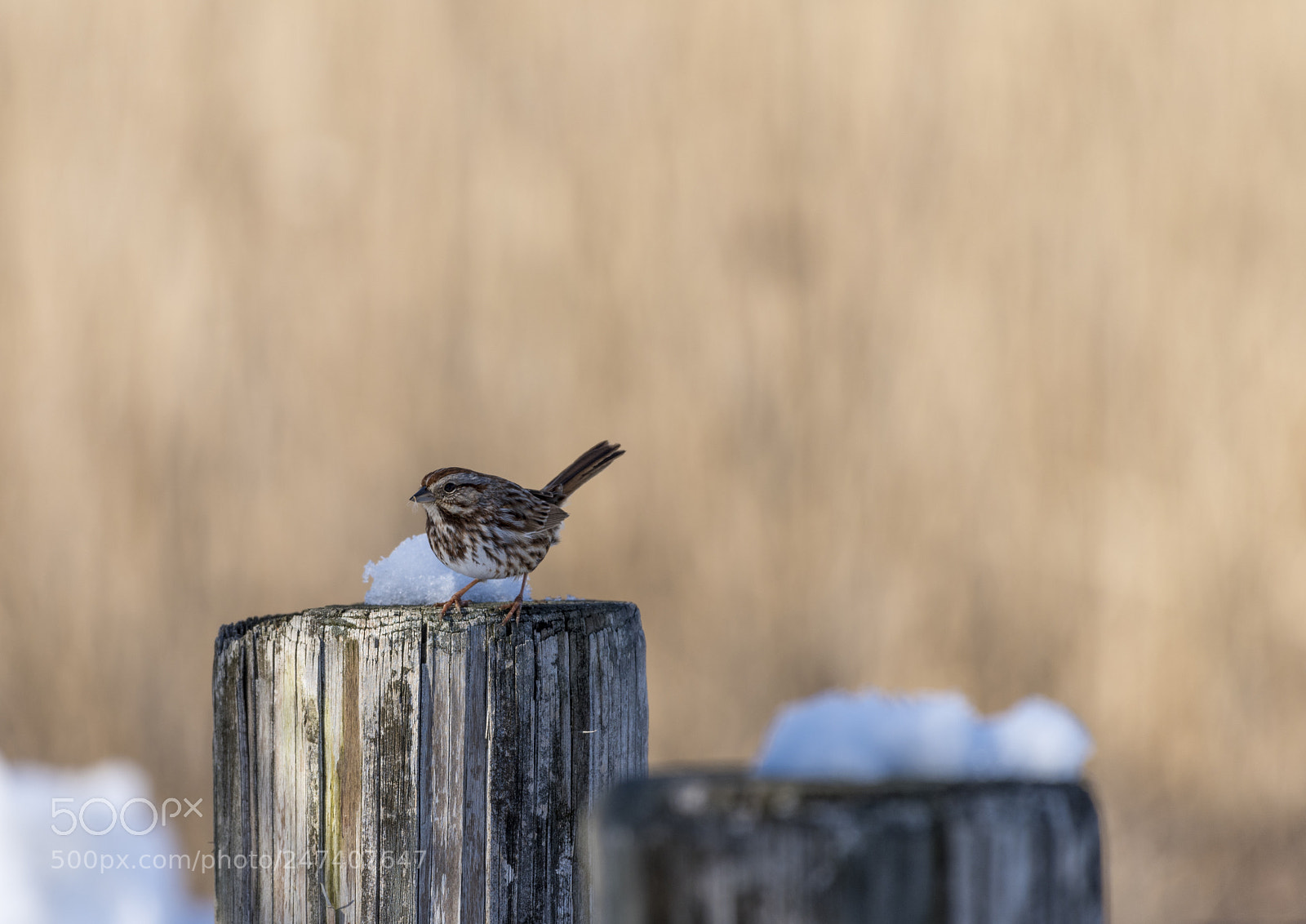 Nikon D810 sample photo. Sparrow photography
