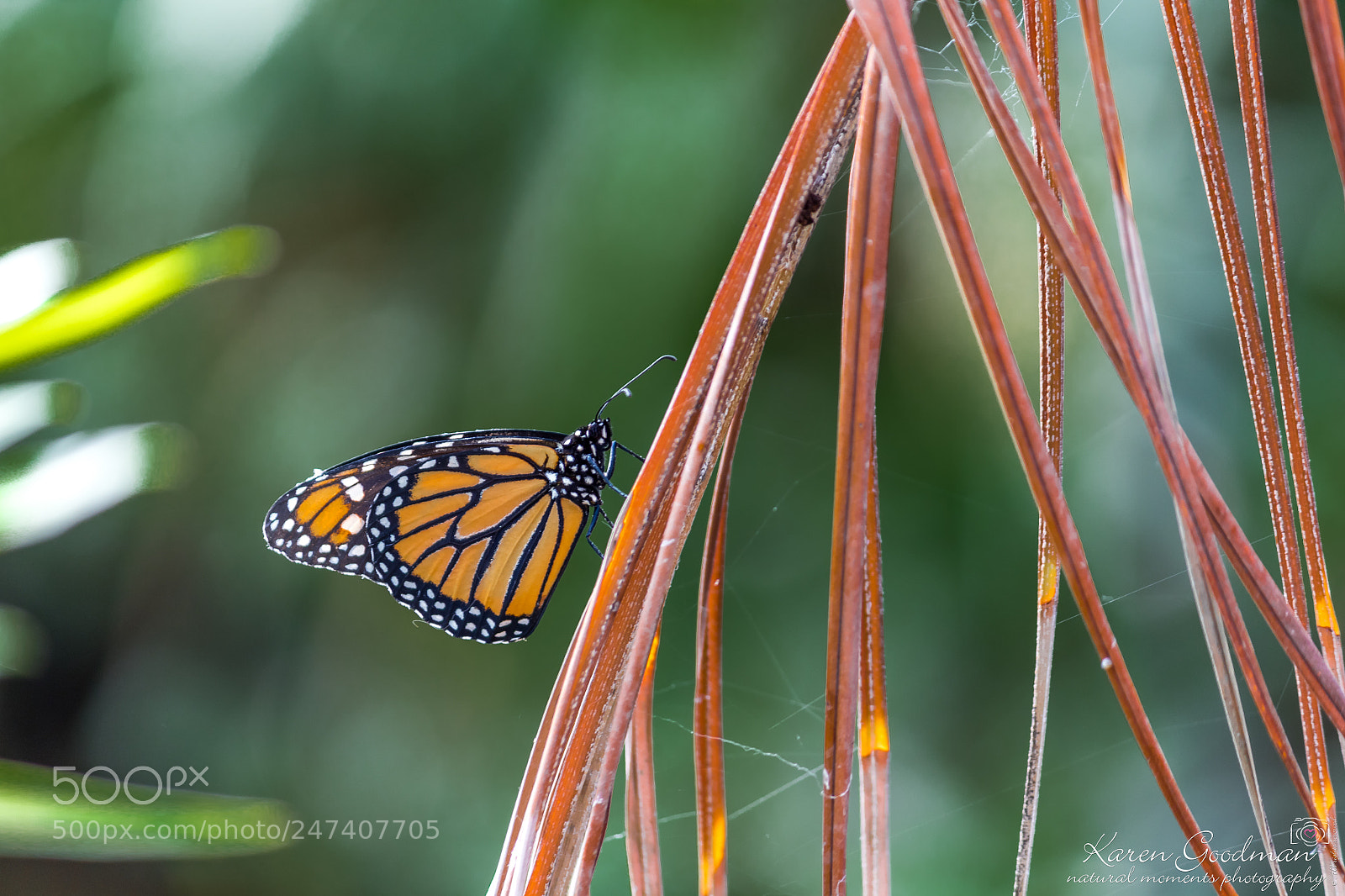 Canon EOS 1300D (EOS Rebel T6 / EOS Kiss X80) sample photo. Stratford butterfly farm photography
