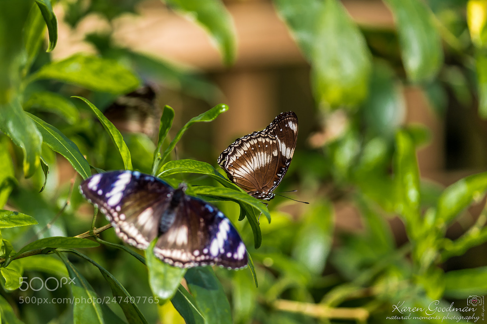 Canon EOS 1300D (EOS Rebel T6 / EOS Kiss X80) sample photo. Stratford butterfly farm photography