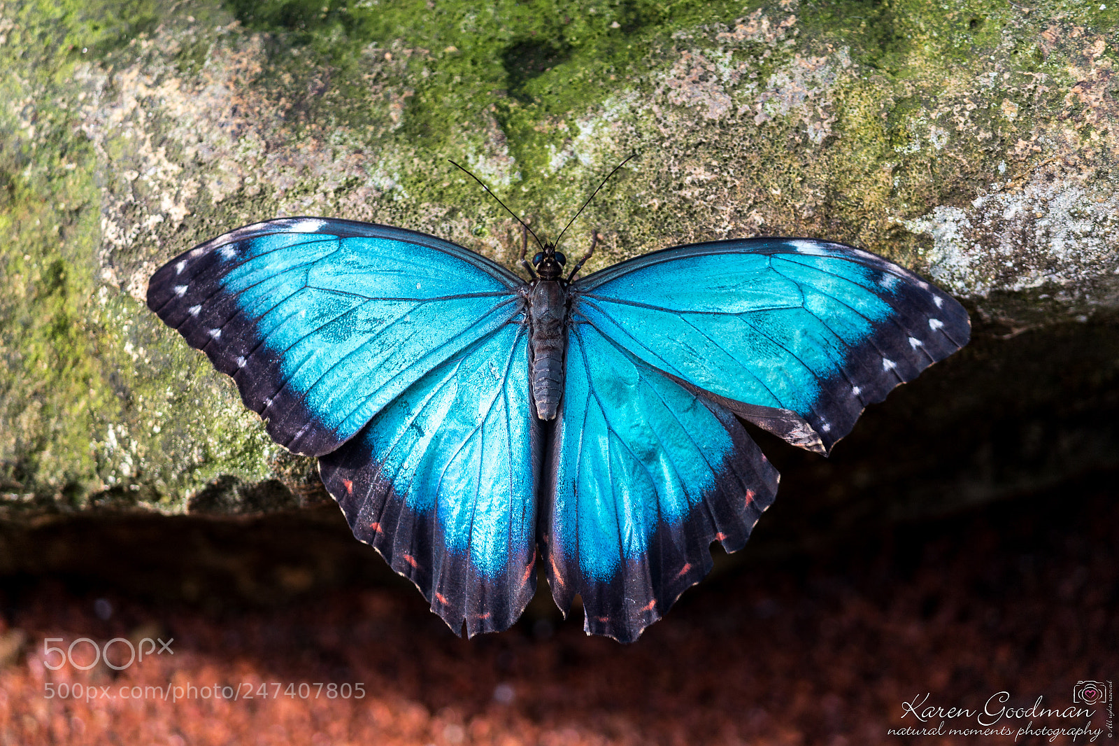 Canon EOS 1300D (EOS Rebel T6 / EOS Kiss X80) sample photo. Stratford butterfly farm photography
