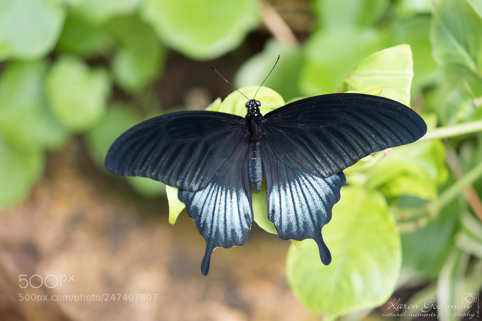 Canon EOS 1300D (EOS Rebel T6 / EOS Kiss X80) sample photo. Stratford butterfly farm photography