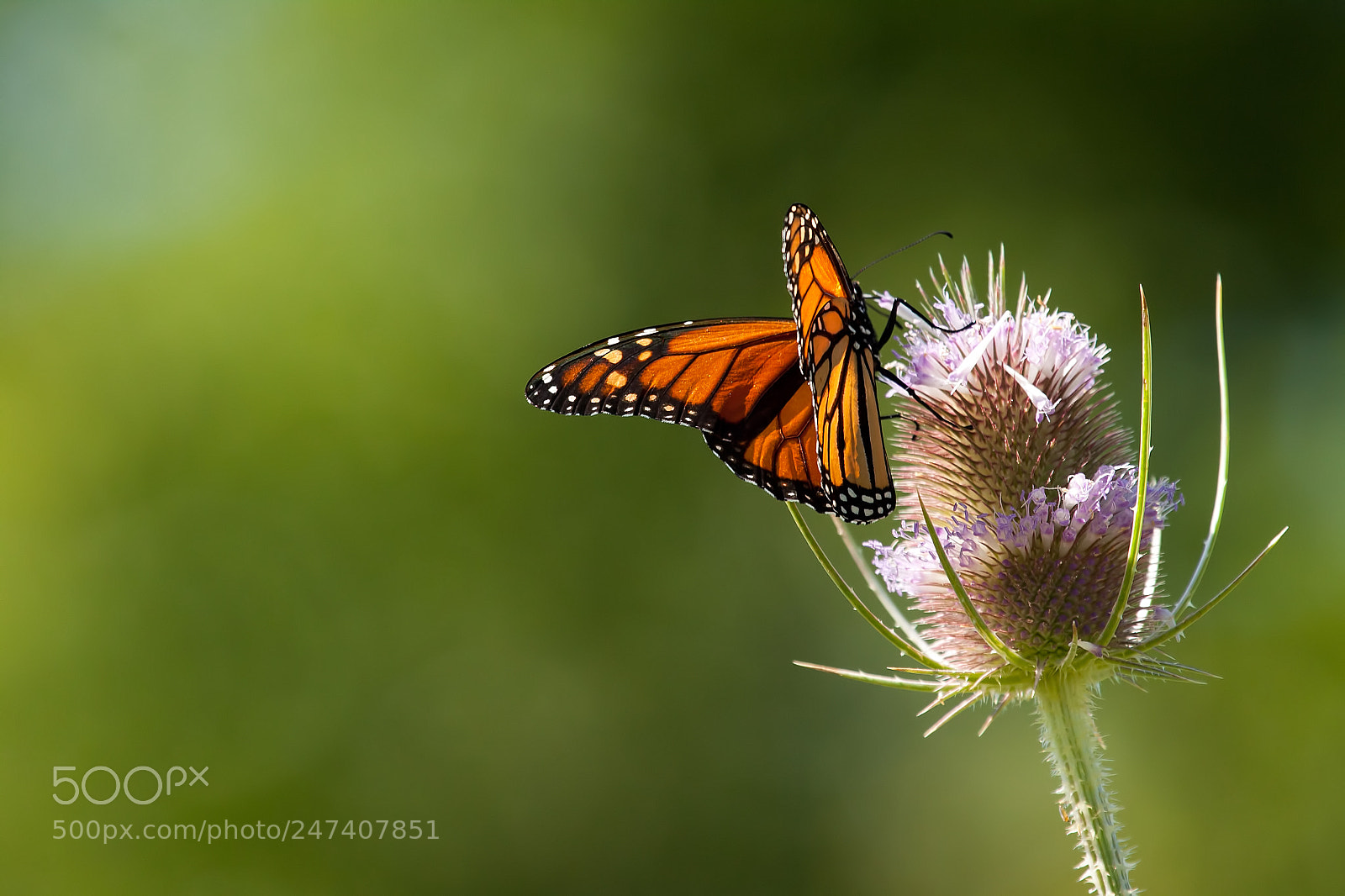 Canon EOS 50D sample photo. Monarch photography