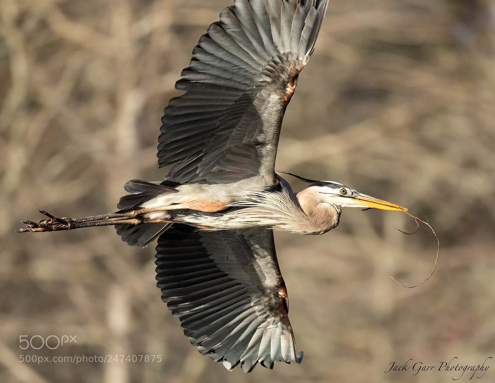 Canon EOS-1D X Mark II sample photo. Great blue heron flight photography