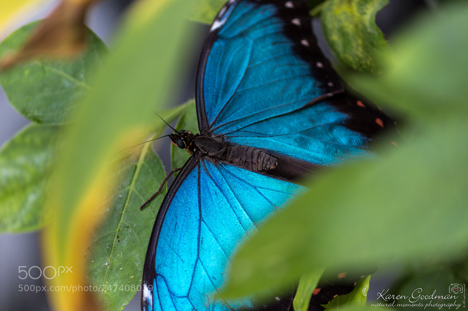 Canon EOS 1300D (EOS Rebel T6 / EOS Kiss X80) sample photo. Stratford butterfly farm photography