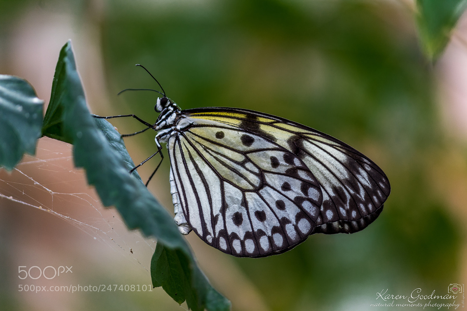 Canon EOS 1300D (EOS Rebel T6 / EOS Kiss X80) sample photo. Stratford butterfly farm photography