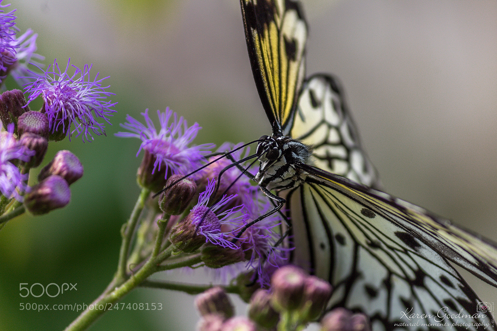 Canon EOS 1300D (EOS Rebel T6 / EOS Kiss X80) sample photo. Stratford butterfly farm photography