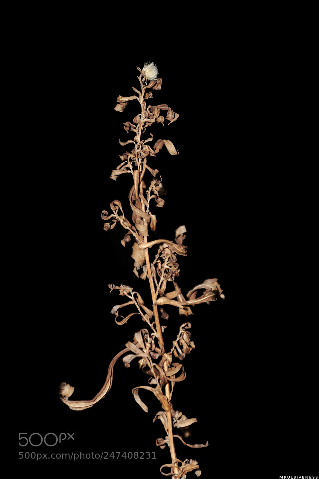 Canon EOS 80D sample photo. Weed photography