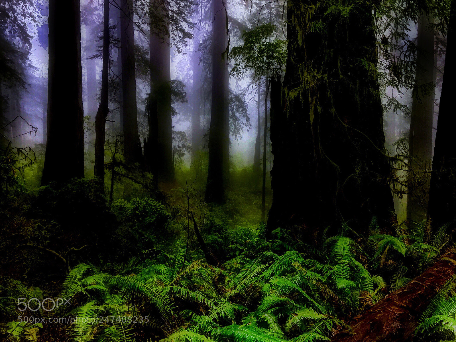 Apple iPhone 6 Plus sample photo. Darkness upon the redwoods photography