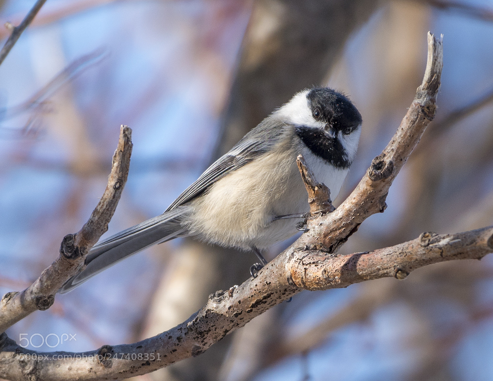 Nikon D810 sample photo. Black-capped chickadee photography