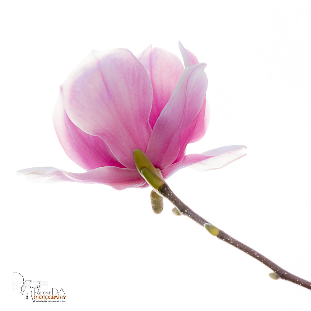 Nikon D7200 sample photo. Bloom high key photography