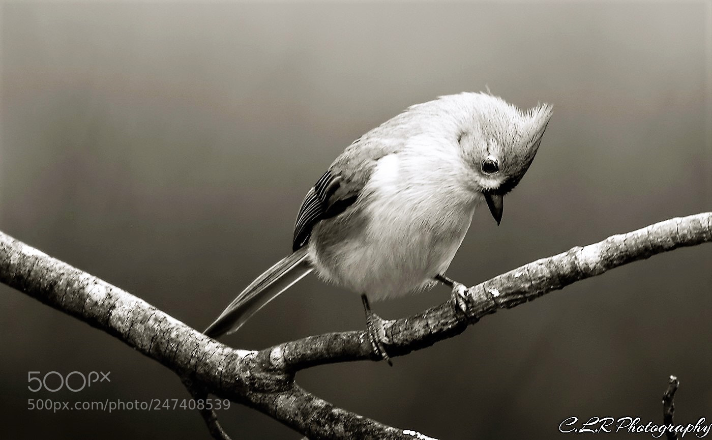 Canon EOS 80D sample photo. Tufted titmouse black and photography