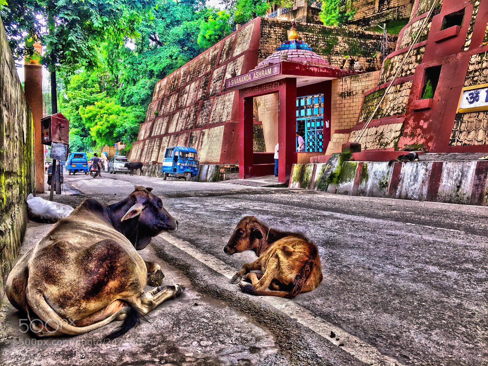 Apple iPhone 6 Plus sample photo. Cows in rishikesh photography