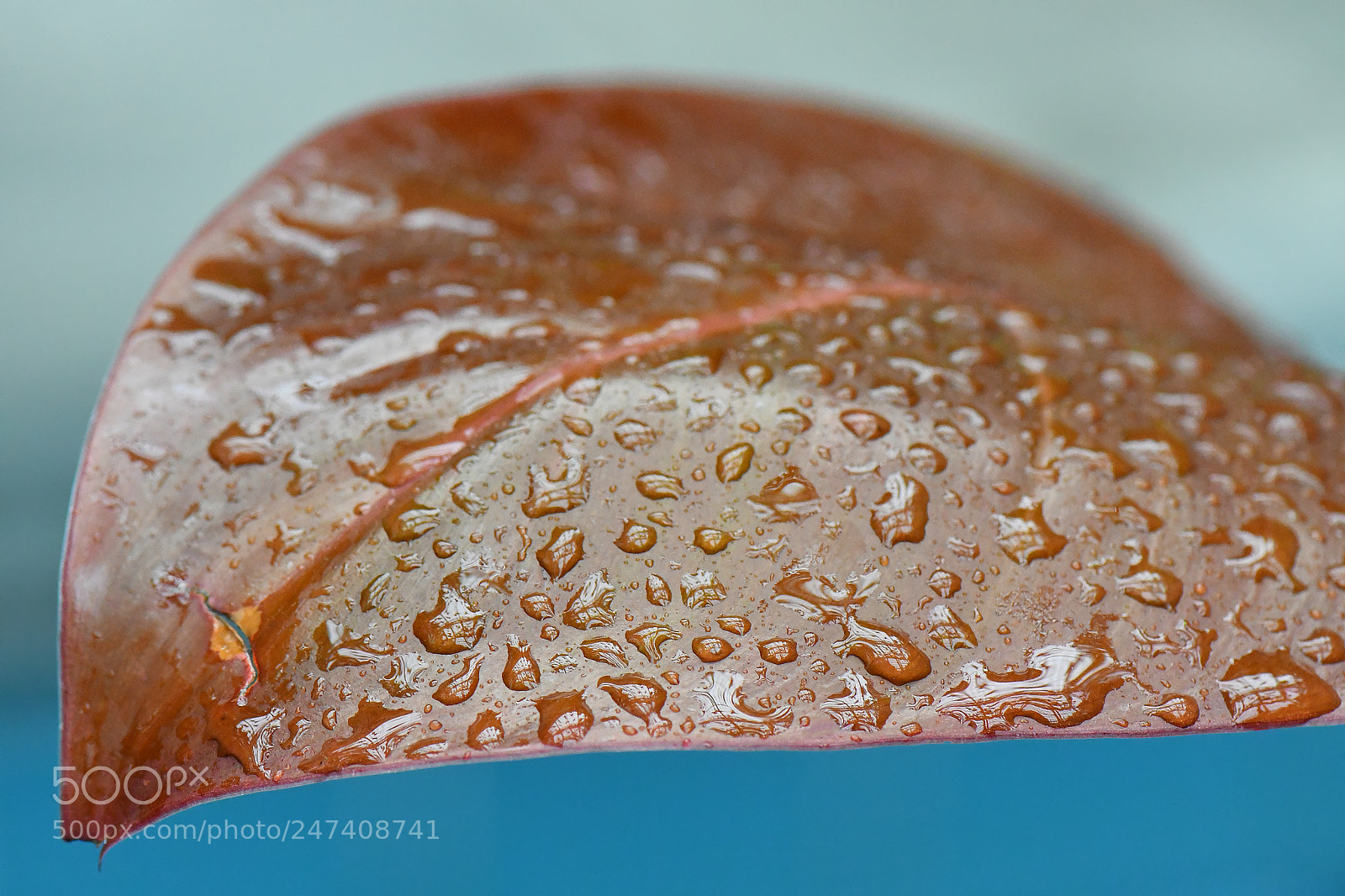 Nikon D500 sample photo. Edr photography