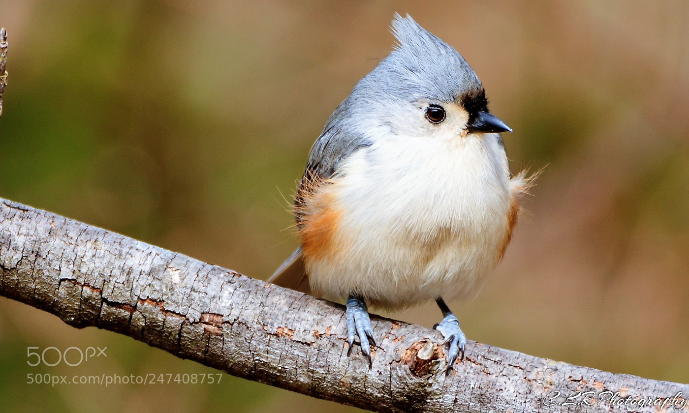 Canon EOS 80D sample photo. Titmousebig limb photography