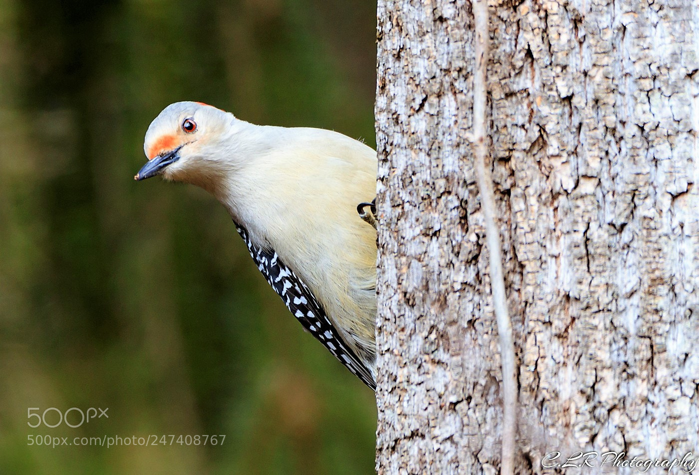 Canon EOS 80D sample photo. Woodpecker tree photography