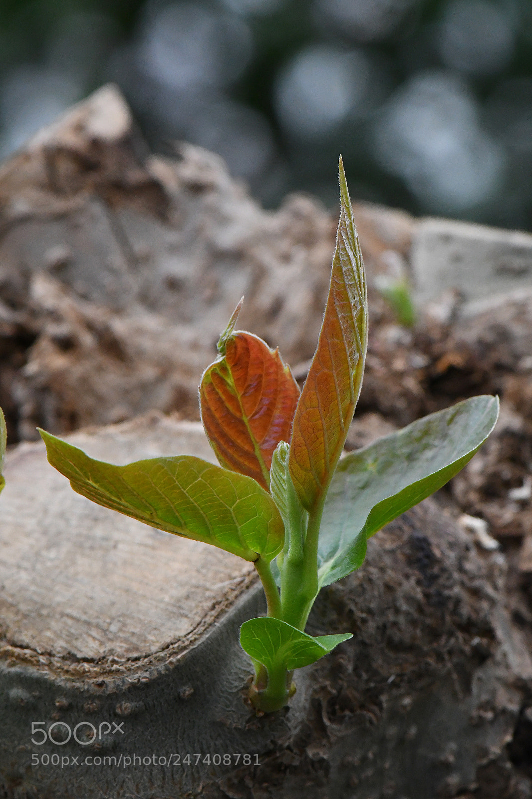 Nikon D500 sample photo. Edr photography