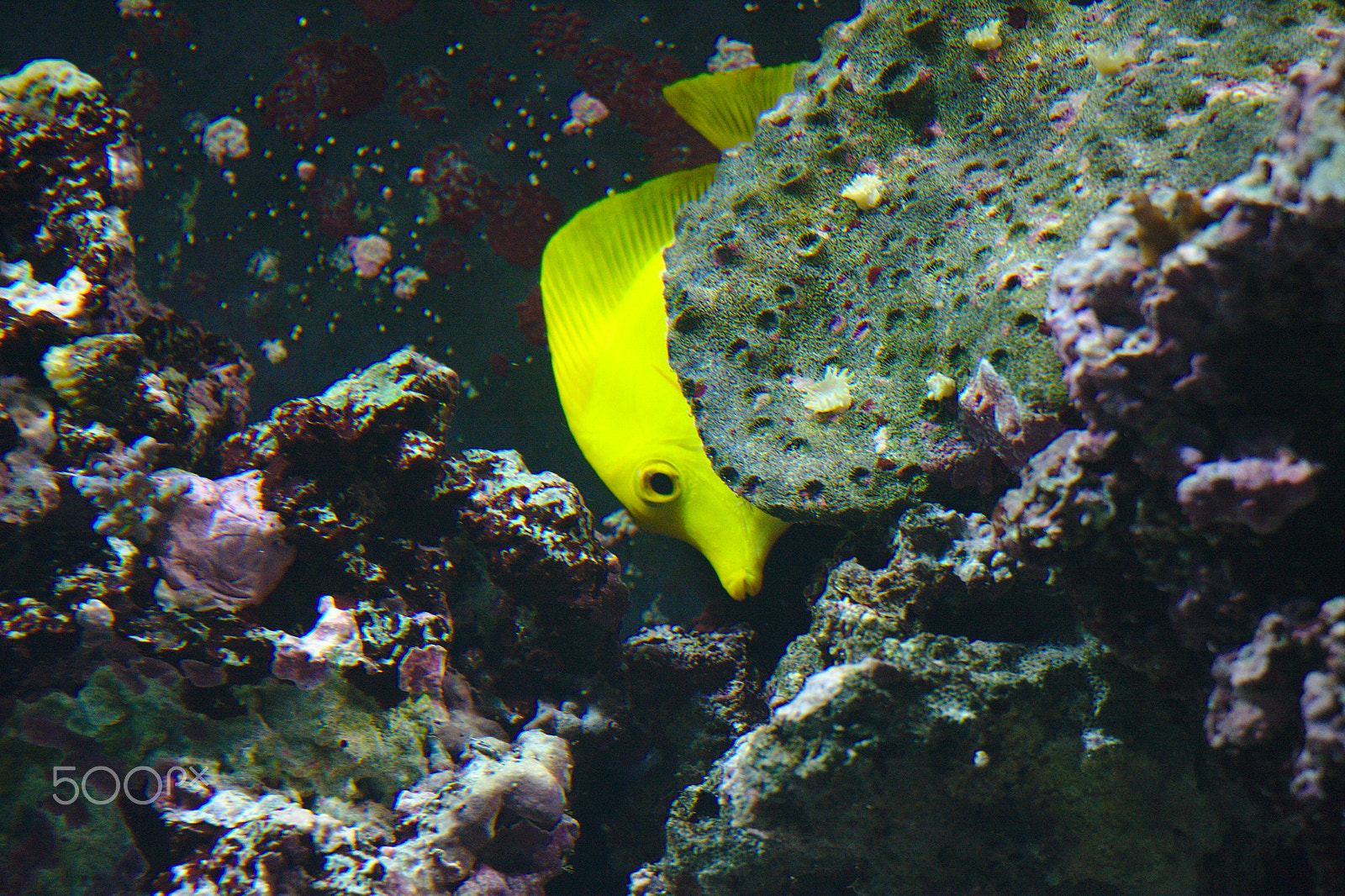 Canon EOS 40D sample photo. Yellow fish photography