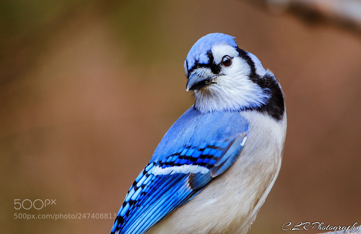 Canon EOS 80D sample photo. Blue jay shoulder photography