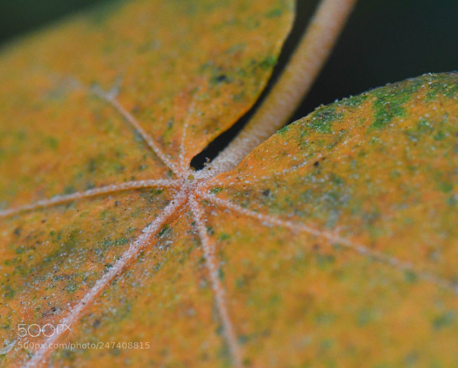 Nikon D500 sample photo. Edr photography
