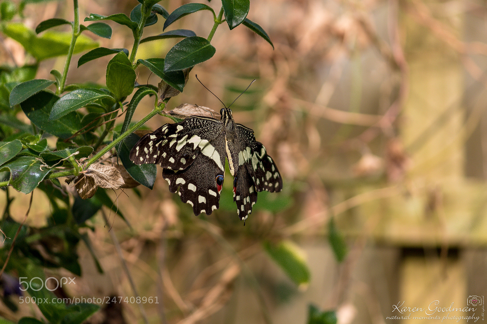 Canon EOS 1300D (EOS Rebel T6 / EOS Kiss X80) sample photo. Stratford butterfly farm photography