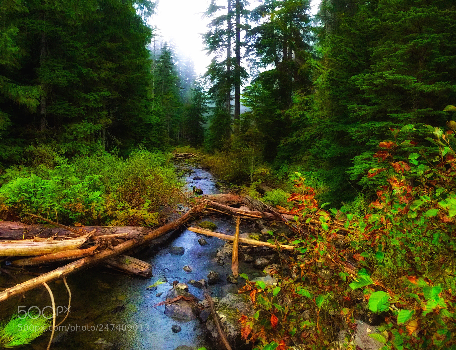 Apple iPhone 6 Plus sample photo. Forest in oregon photography
